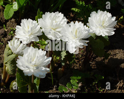 White flower. Sanguinaria canadensis Flore multiplex 'Plena',  bloodwort, redroot, red puccoon, pauson Stock Photo