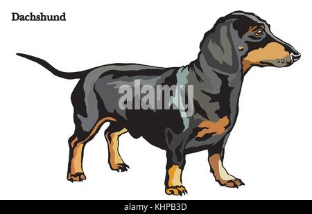 Portrait of standing in profile dog Dachshund, vector colorful illustration isolated on white background Stock Vector