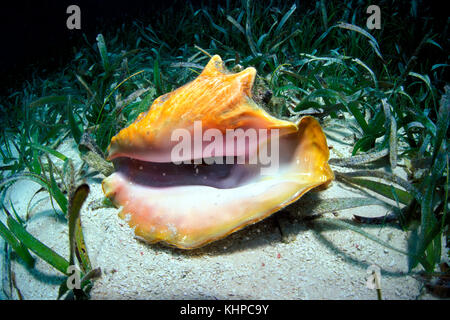 Queen conch, Pink conch, Conch shell (Strombus gigas), snail shell ...