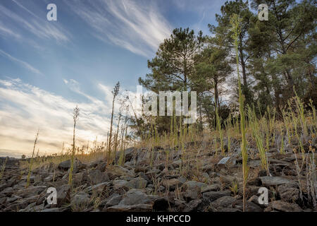 Sunset in the Forest with pines and vegetation. To take. Portugal. Stock Photo