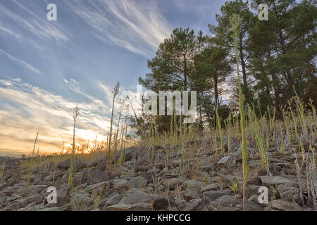 Sunset in the Forest with pines and vegetation. To take. Portugal. Stock Photo