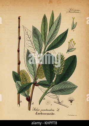 Bay Willow - Salix pentandra Stock Photo - Alamy