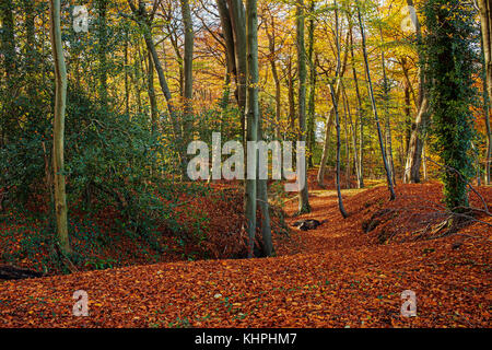 Autumnal View of Fairy Woods in Claverton Down, Bath, England, UK Stock Photo