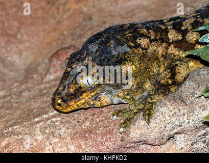 New Caledonian or Leach's giant gecko (Rhacodactylus leachianus) Stock Photo