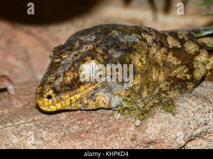 New Caledonian or Leach's giant gecko (Rhacodactylus leachianus) Stock Photo