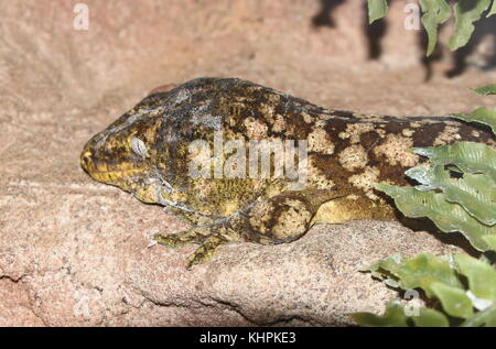 New Caledonian or Leach's giant gecko (Rhacodactylus leachianus) Stock Photo