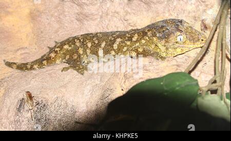 New Caledonian or Leach's giant gecko (Rhacodactylus leachianus) Stock Photo