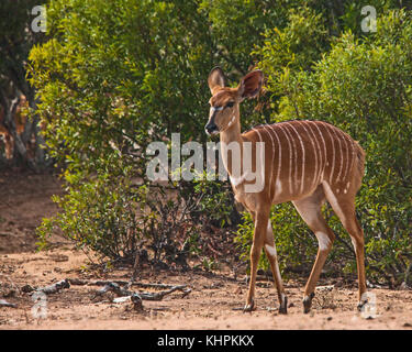 The female Nyala (Trelaphus angasii) shows extreme gender differences with the male. Stock Photo