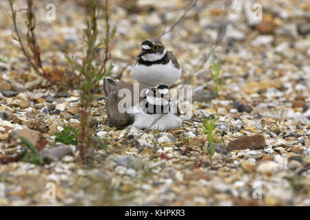 Little Ringed Plover A Few Days Old Chick Among Pebbles Bavaria Germany  High-Res Stock Photo - Getty Images