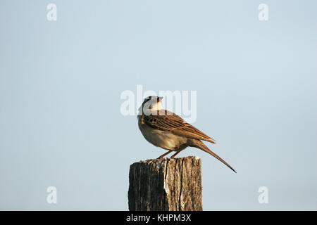 Tawny pipit Anthus campestris perched on fence post near Tiszaalpar Hungary Stock Photo