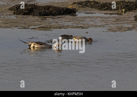 Northern pintail Anas acuta pair swimming in tidal estuary Langstone Harbour Hampshire England UK January 2016 Stock Photo