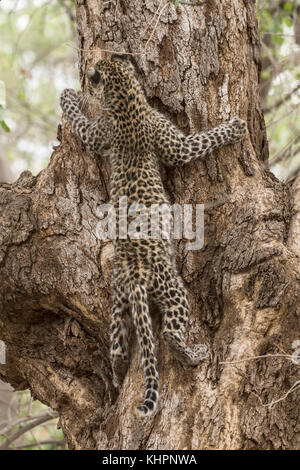 Leopard (Panthera pardus), Mashatu Game Reserve, Tuli Block, Botswana Stock Photo