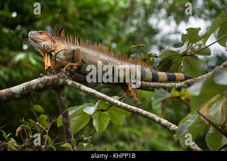 An orange coloured green iguana trails it's tail as it lays on a branch in a tree in the rainforest in Costa Rica Stock Photo