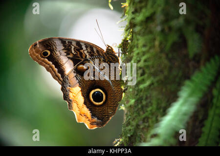 Butterfly caligo specie in Arenal in Costa Rica, Central America.  The owl butterflies, the genus Caligo, are known for their huge eyespots, which res Stock Photo