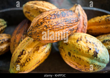 Cocoa pods of the cacao tree in Costa Rica, Central America. Cacao pods display at the research centre CATIE Turrialba, Costa Rica Stock Photo