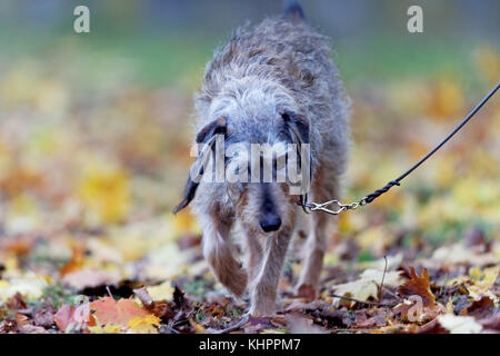 dog on lead Stock Photo