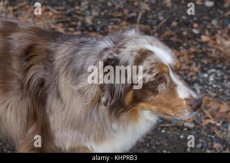 The head and shoulders of a brown and white Australian Shepherd from above. Shallow depth of field. Photographed with natural light. Stock Photo