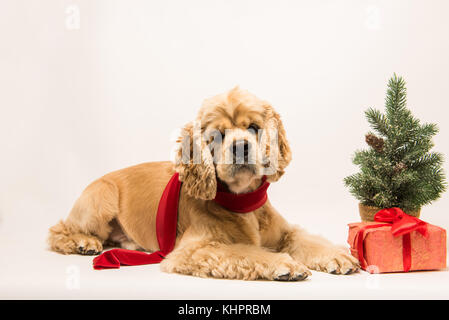 American cocker spaniel with a red scarf on white background. Red christmas tree and festive gift box near dog. Lying dog, side view. Stock Photo