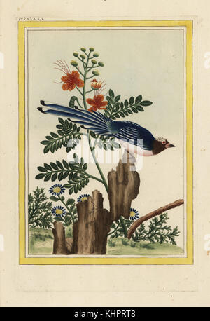 La Poinciniene de la Chine. Chinese poinciana, Delonix regia, and Chinese cuckoo or red-billed blue magpie, Urocissa erythrorhyncha. Handcoloured etching from Pierre Joseph Buchoz' Collection precieuse et enluminee des fleurs les plus belles et les plus curieuses, qui se cultivent tant dans les jardins de la chine, que dans ceux de l'Europe, Paris, 1776. Stock Photo