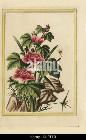 La Mauve en arbre a fleurs incarnates. Rose mallow, Hibiscus syriacus. Handcoloured etching from Pierre Joseph Buchoz' Collection precieuse et enluminee des fleurs les plus belles et les plus curieuses, qui se cultivent tant dans les jardins de la chine, que dans ceux de l'Europe, Paris, 1776. Stock Photo