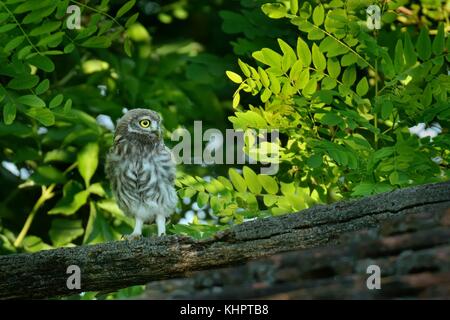 The young Little Owls (Athene noctula) perched on a roof of a barn with green leaves in athe background. Stock Photo