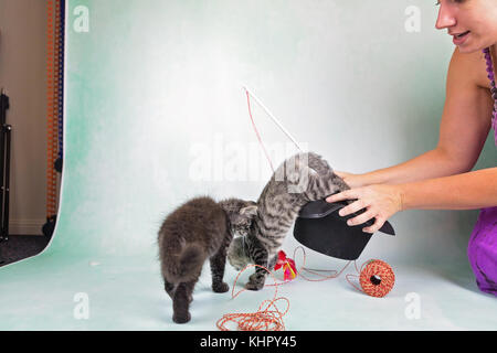 Kittens playing with red and white twine in studio setting Stock Photo