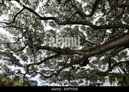 Waimea Valley - Oahu, Hawaii Stock Photo