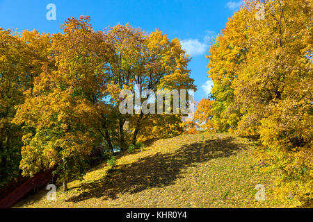 Yellowed maple trees in autumn park Stock Photo