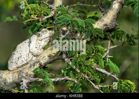 Grey Tree Frog (Chiromantis xerampelina), Marakele National Park, Limpopo, South Africa