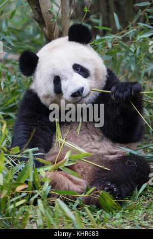 Giant Panda (Ailuropoda melanoleuca) sub-adult feeding on bamboo, Chengdu, China