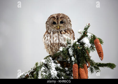 Tawny Owl (Strix aluco) in winter, Zdarske Vrchy, Bohemian-Moravian Highlands, Czech Republic