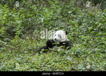 Giant Panda (Ailuropoda melanoleuca) sub-adult, Wolong Nature Reserve, Sichuan, China