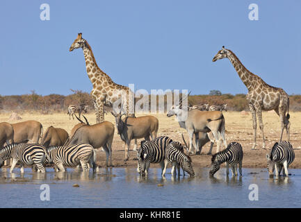 Angolan Giraffe (Giraffa giraffa angolensis) pair, Common Elands (Tragelaphus oryx), and Zebra (Equus quagga) herd at waterhole in dry season, Etosha 