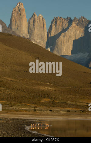 Chilean Flamingo (Phoenicopterus chilensis) flock filter-feeding in saline lake, Amarga Lagoon, Torres del Paine, Torres del Paine National Park, Pata Stock Photo