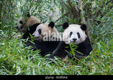 Giant Panda (Ailuropoda melanoleuca) sub-adult in bamboo, Chengdu, China