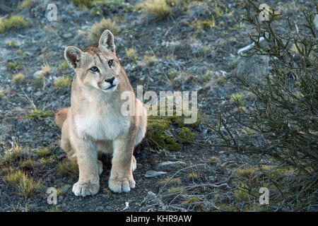 Mountain Lion (Puma concolor) six month old male cub in pre-andean ...