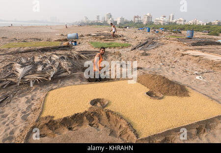Farmers growing fenugreek plants in the sand at Versova Beach, Mumbai Stock Photo