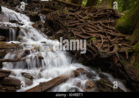 Beautiful river flowing around the rocks and tree roots. Taken in Bridal Veil Falls Provincial Park, British Columbia, Canada. Stock Photo