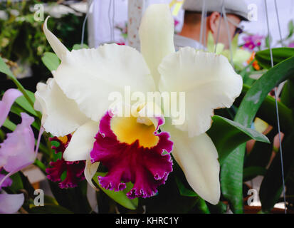 Big White Purple Yellow Cattleya Orchid Flowers in The Garden Stock Photo
