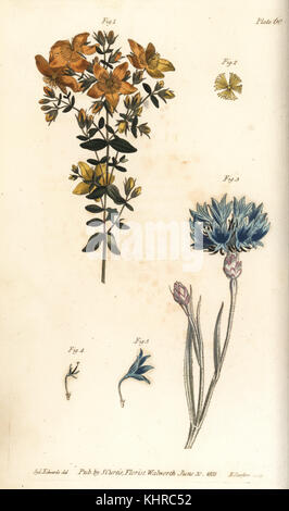St. John's wort, Hypericum perforatum, Polyadelphia, 1,2, and blue bottle or cornflower, Centaurea cyanus, Syngenesia, 3-5. Handcoloured copperplate engraving by F. Sansom of a botanical illustration by Sydenham Edwards for William Curtis' Lectures on Botany, as delivered in the Botanic Garden at Lambeth, 1805. Stock Photo