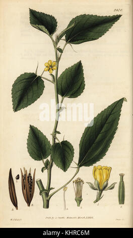 Jute plant, tossa jute, Corchorus olitorius, Jew's mallow, bush okra ...