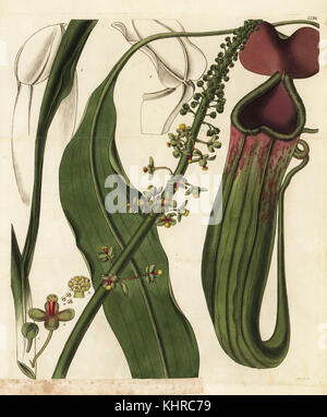 Male pitcher plant, Nepenthes distillatoria mas. Handcoloured copperplate engraving by Swan after an illustration by William Jackson Hooker from Samuel Curtis' Botanical Magazine, London, 1828. Stock Photo