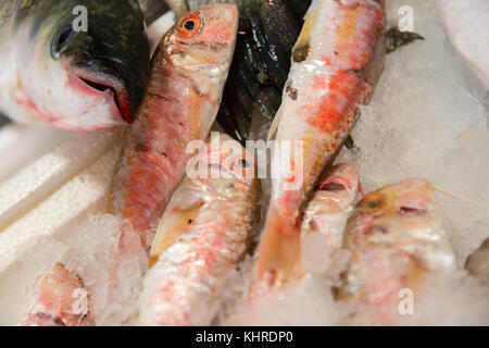 Close-Up Of Freshly Caught Striped Red Mullet Or Mullus Surmuletus On Ice For Sale In The Greek Fish Market Stock Photo