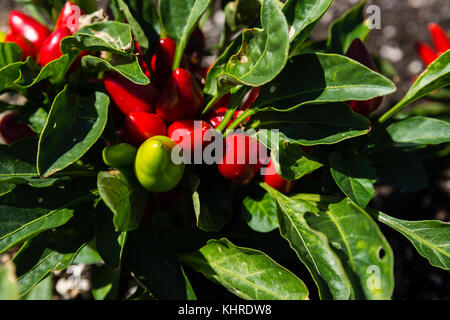 Close-Up Of Chilly Chili Peppers Or Capsicum Annuum In Summer Stock Photo