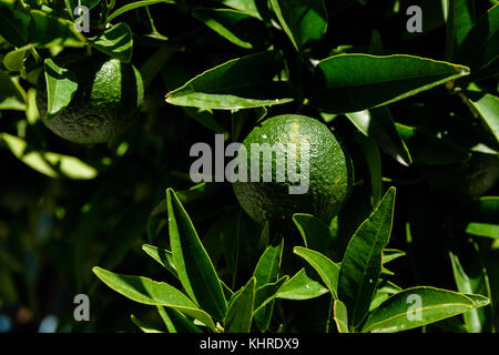 Limes In Sunlight Hanging From The Tree Stock Photo