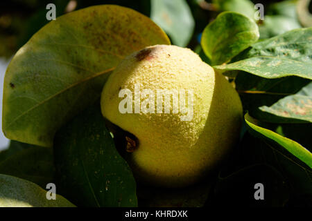 Quince Fruit Or Cydonia Oblonga With Green Leaves Bathing In Sunlight Ready To Be Harvested During Autumn Stock Photo