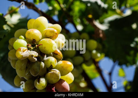 Bunch Of Ripe White Wine Grapes Hanging On Vine In Sunlight Stock Photo
