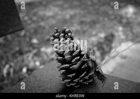 Pine cone sitting on the edge of a park bench Stock Photo
