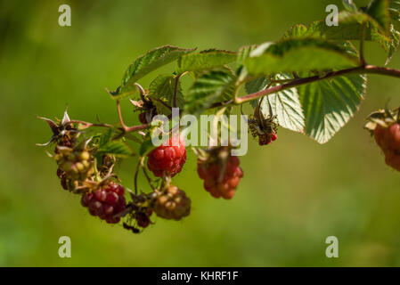 Organic raspberry crops in the summer with an ant walking on the berries Stock Photo