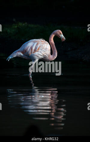 Beautiful image of Caribbean Flamingo Phoenicopterus Ruber reflected in lake Stock Photo